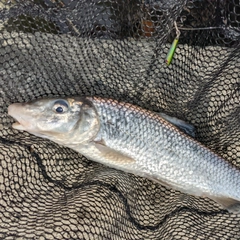 ニゴイの釣果