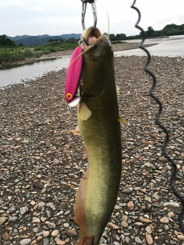 ナマズの釣果