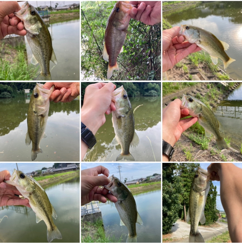 ブラックバスの釣果