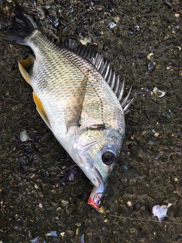 キビレの釣果