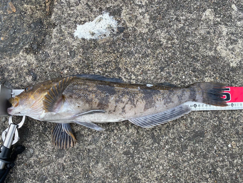 アイナメの釣果