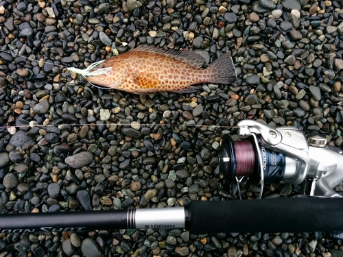 オオモンハタの釣果