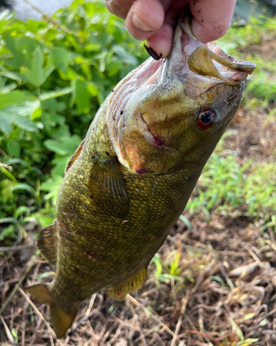 スモールマウスバスの釣果