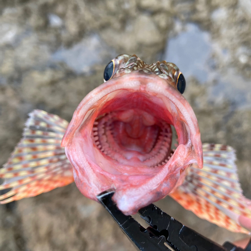 アラカブの釣果