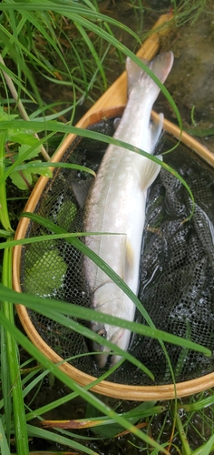 アメマスの釣果