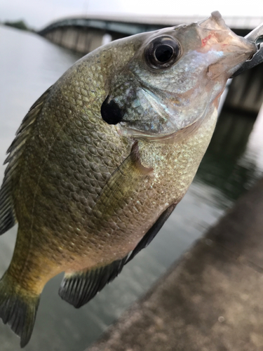 ブルーギルの釣果