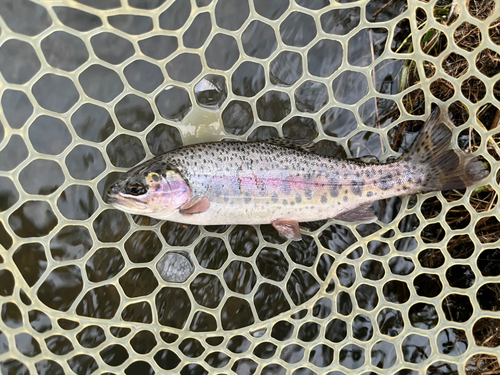 ニジマスの釣果