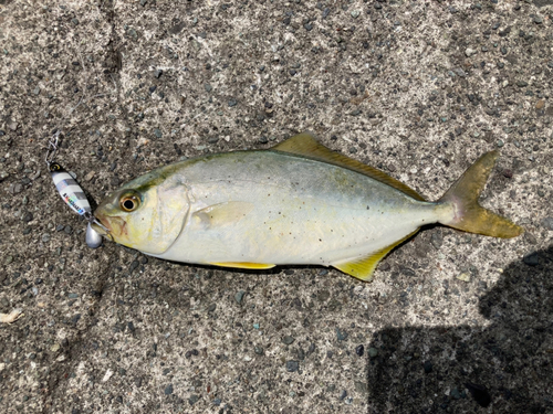 ショゴの釣果