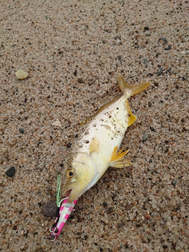 ショゴの釣果