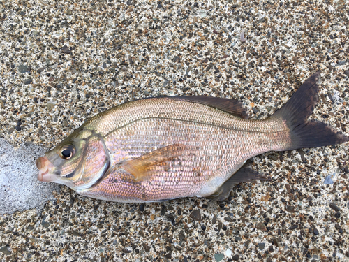 ウミタナゴの釣果