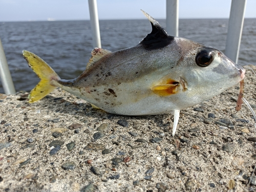 ギマの釣果