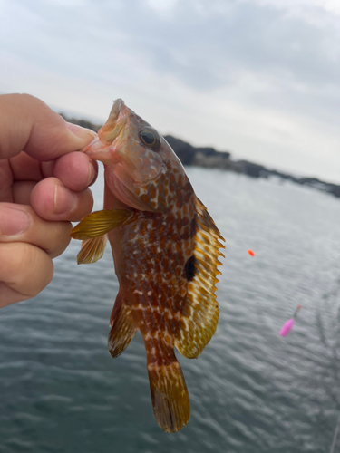 アコウの釣果