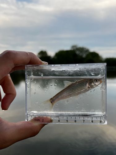 モロコの釣果