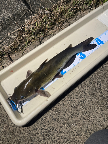 アメリカナマズの釣果