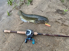 ナマズの釣果