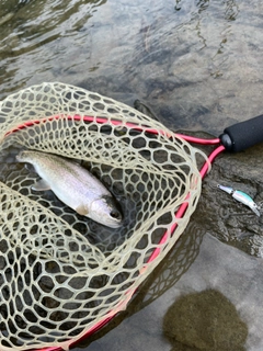 ニジマスの釣果