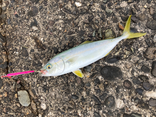 ツバスの釣果