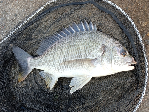 キビレの釣果