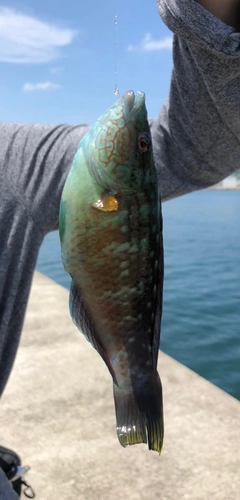 ベラの釣果