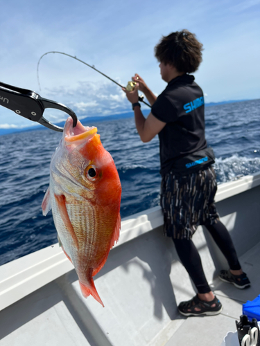 レンコダイの釣果