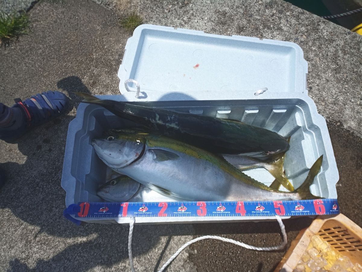 名古屋のせっきーさんの釣果 2枚目の画像