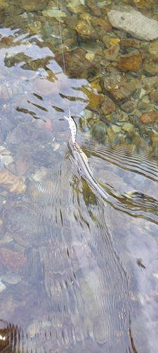 カワムツの釣果