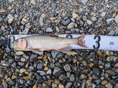 ハスの釣果