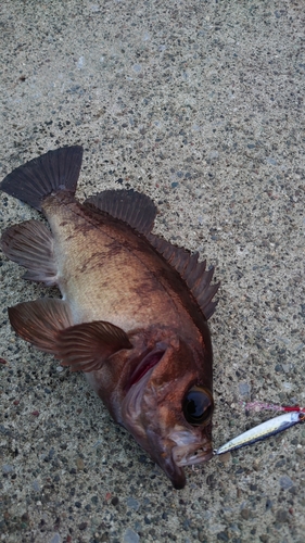 メバルの釣果