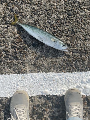 サバの釣果