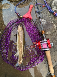 ニッコウイワナの釣果