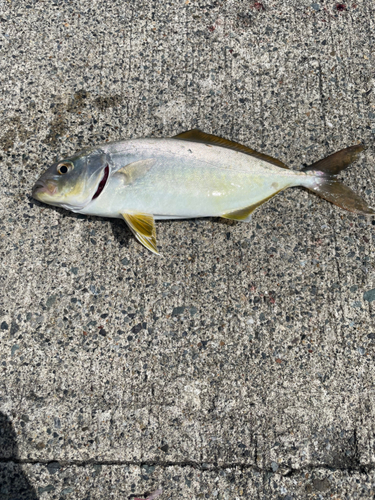 ショゴの釣果