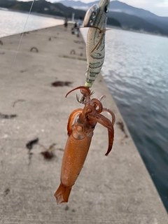 スルメイカの釣果