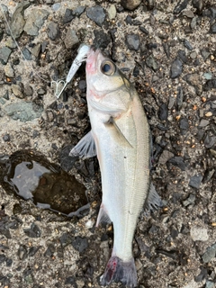 セイゴ（マルスズキ）の釣果