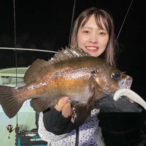 メバルの釣果