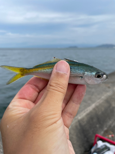 タカベの釣果