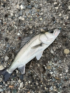 セイゴ（マルスズキ）の釣果