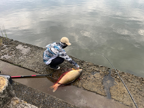 コイの釣果