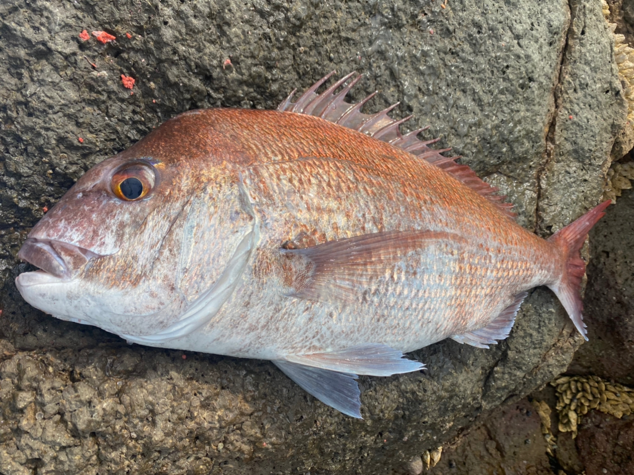 クチブトグレ