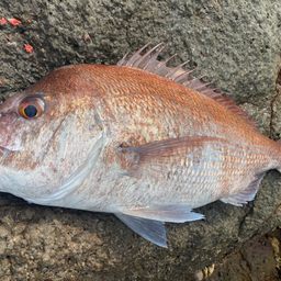 クチブトグレ