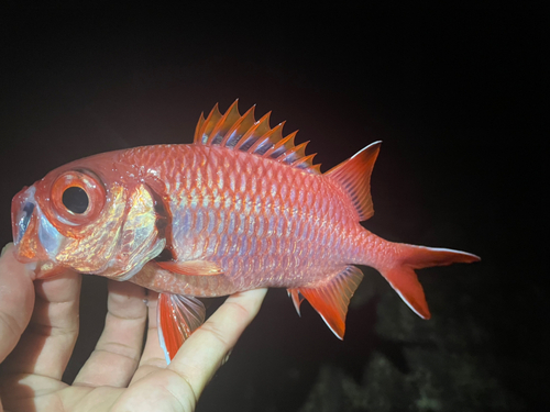 アカマツカサの釣果