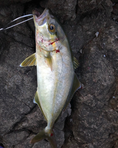 シオの釣果