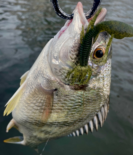 キビレの釣果