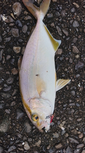 カンパチの釣果