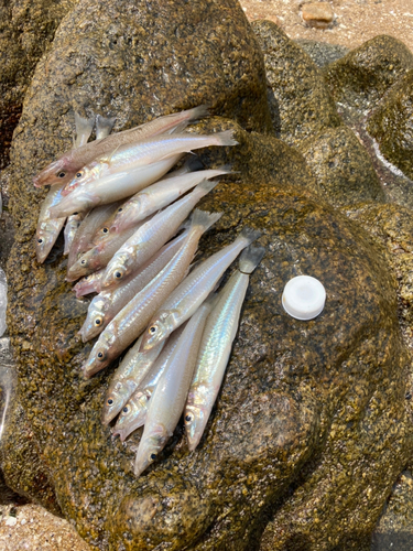 シロギスの釣果