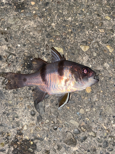 ヨコスジイシモチの釣果