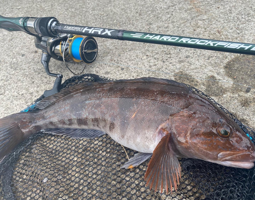 アイナメの釣果