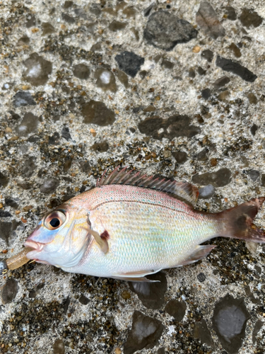 タイの釣果