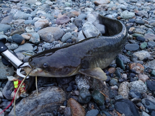 イワトコナマズの釣果