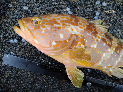 キジハタの釣果