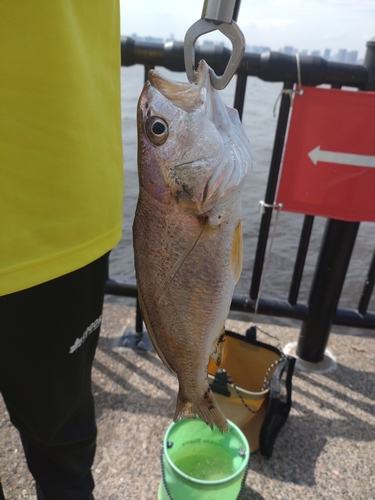 イシモチの釣果